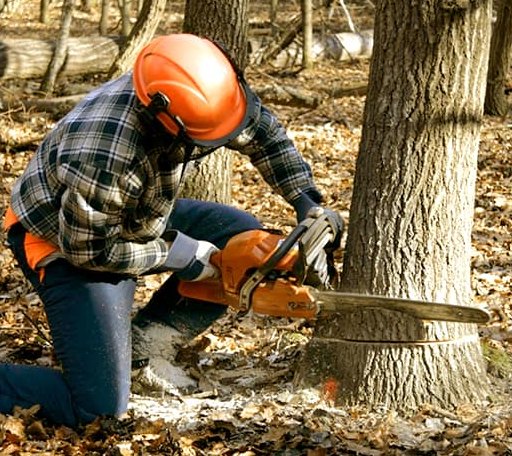 Tree Removal in Piney Creek, NC